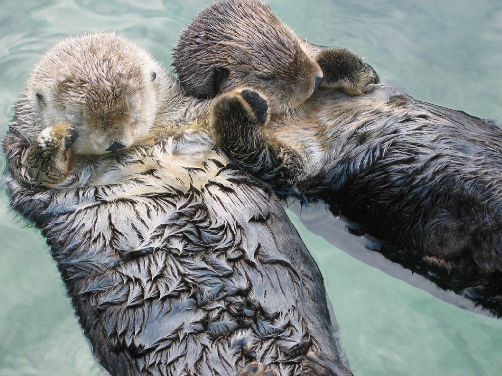 Two otters holding hands