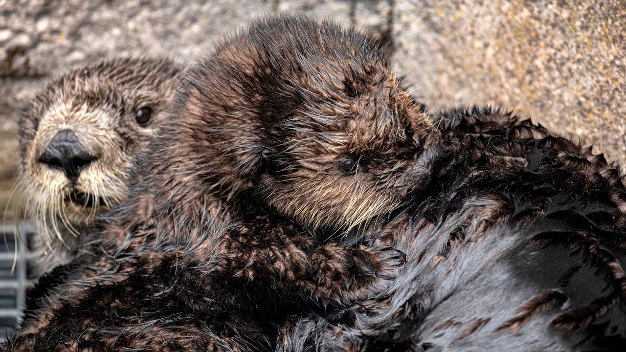 Selka raising pup 893