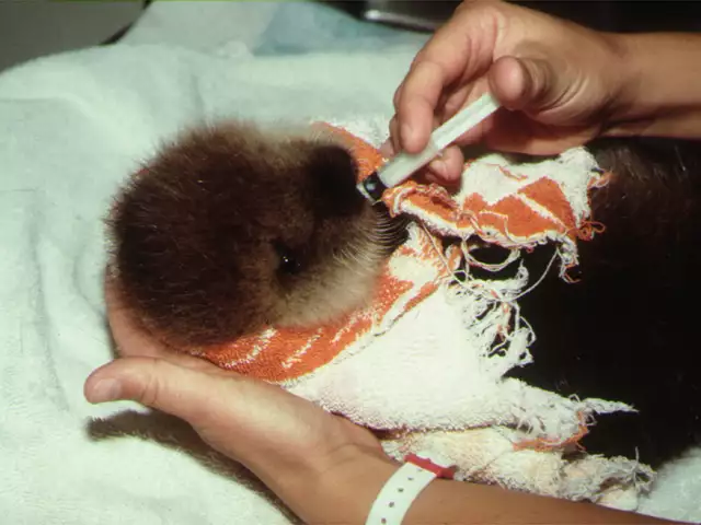 young otter being fed