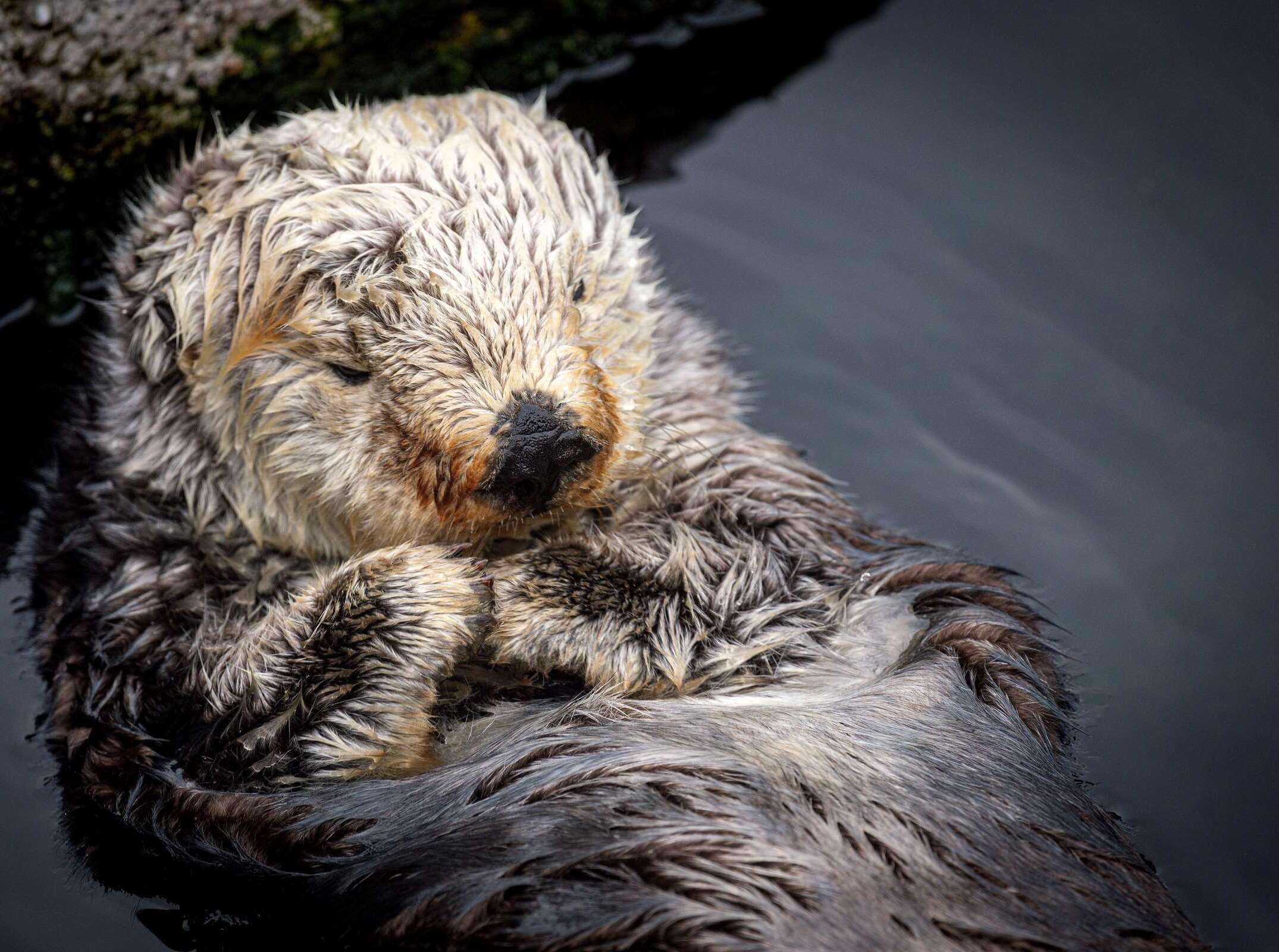 Rosa floating in her pool, asleep